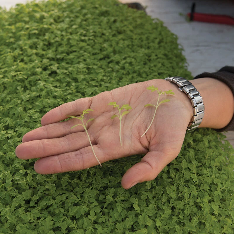 Marigold, Gem 3 Marigold, Gem - Image 3