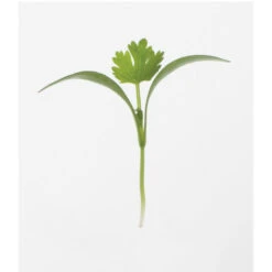 Cilantro -Seed & Root Sales Store 0919m 01 cilantro