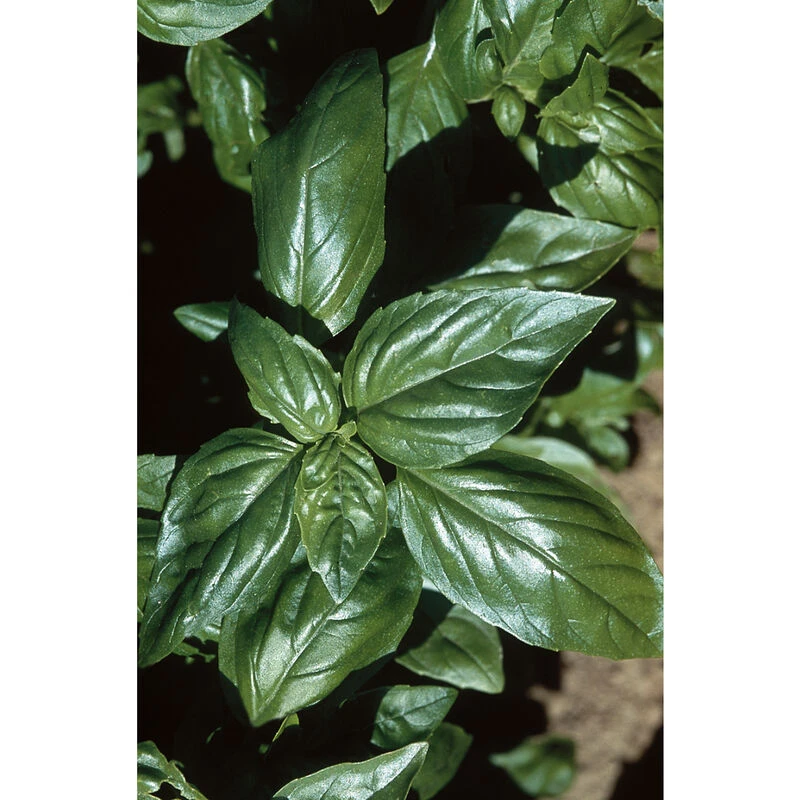 Aroma 2 3 Aroma 2 - Image 3