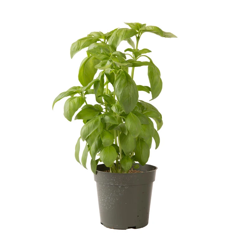 Aroma 2 4 Aroma 2 - Image 4