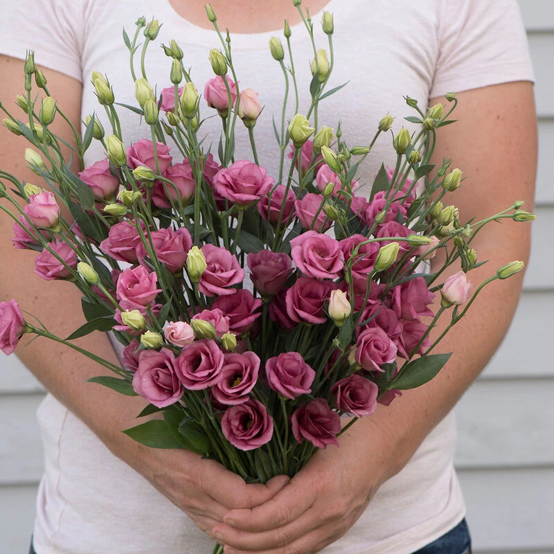 Doublini Rose Pink 1 Doublini Rose Pink