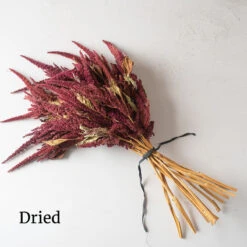 Red Spike -Seed & Root Sales Store 3786 04 redspike dried flower