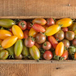 Artisan Tomato™ Collection