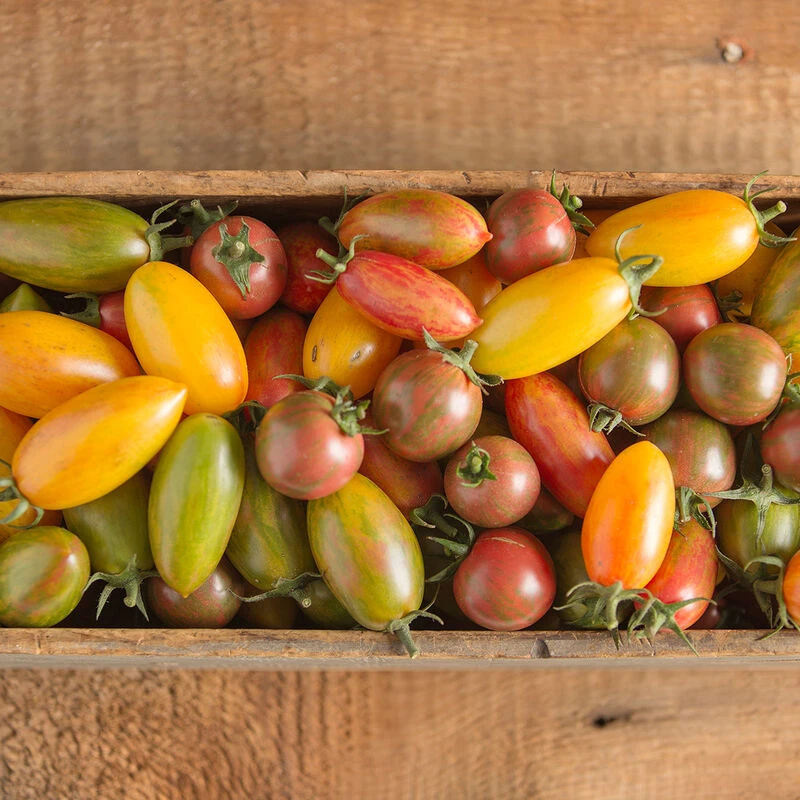 Artisan Tomato™ Collection 1 Artisan Tomato™ Collection