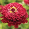 Giant Dahlia Flowered Deep Red