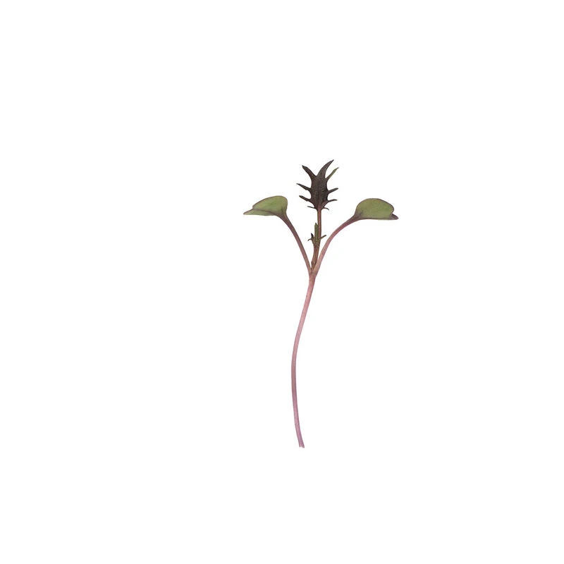 Kale, Purple Reign 1 Kale, Purple Reign