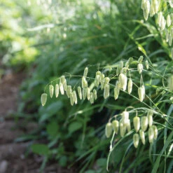 Greater Quaking Grass 6 Greater Quaking Grass -Seed & Root Sales Store 4655 03 quaking grass