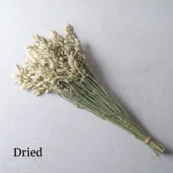 Greater Quaking Grass 7 Greater Quaking Grass -Seed & Root Sales Store 4655 04 quaking grass dried flower