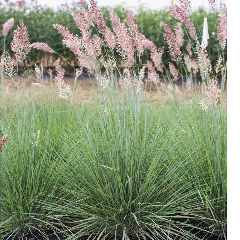 Savannah Grass 2 Savannah Grass - Image 2