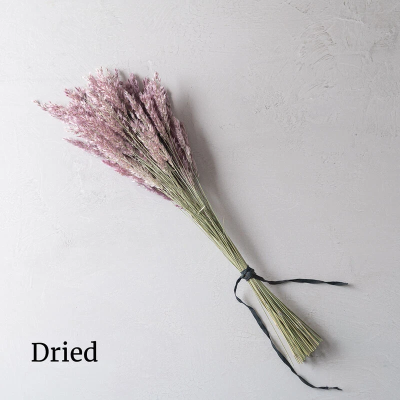 Savannah Grass 3 Savannah Grass - Image 3