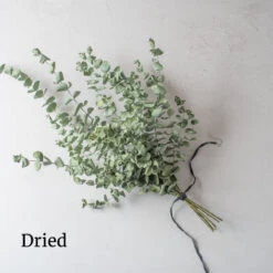 Baby Blue Bouquet 5 Baby Blue Bouquet -Seed & Root Sales Store 4770 03 babybluebouquet dried flower