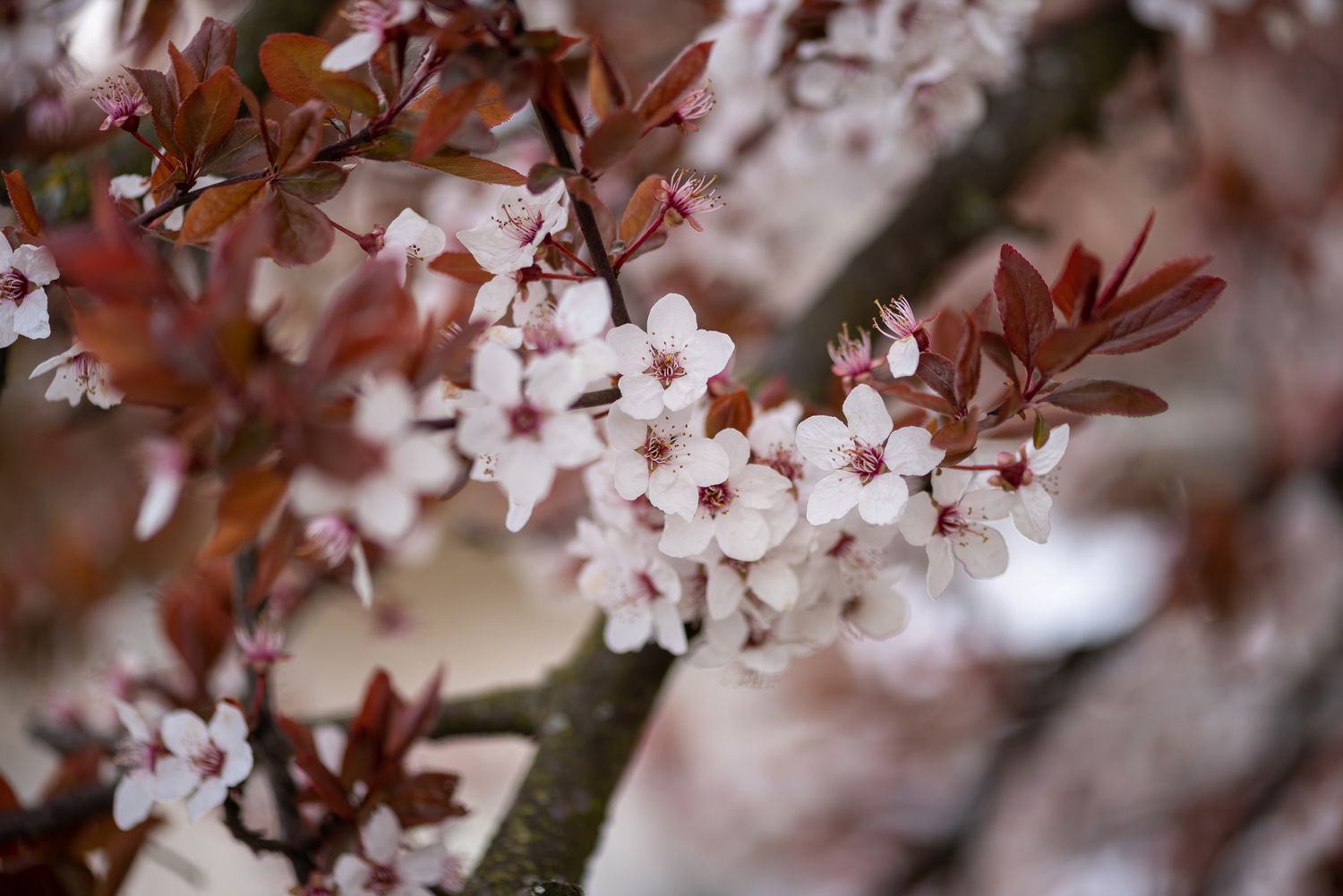 Seed & Root Sales Store -Seed & Root Sales Store ggggg 12